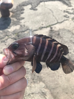 アオハタの釣果