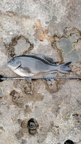 クチブトグレの釣果