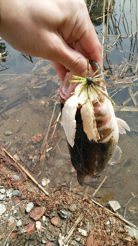 ブラックバスの釣果