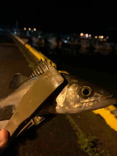 マアジの釣果