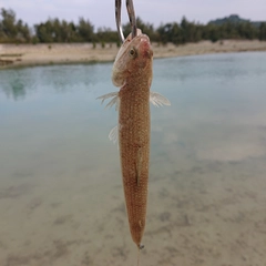 エソの釣果