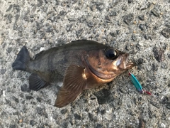 アカメバルの釣果