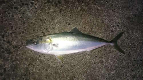 ブリの釣果