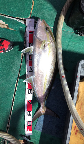 カンパチの釣果