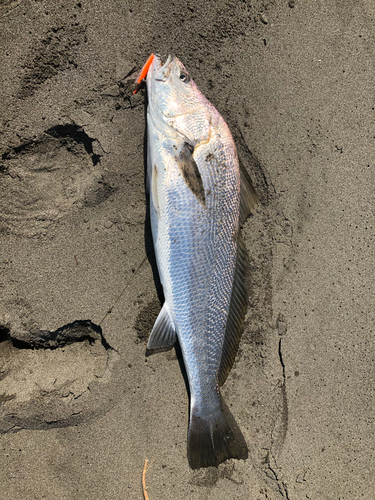 オオニベの釣果