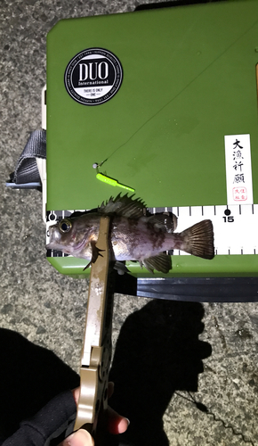 メバルの釣果