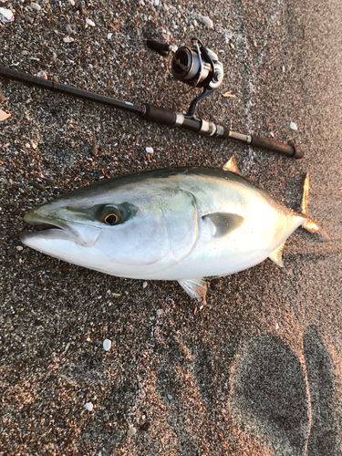 ブリの釣果