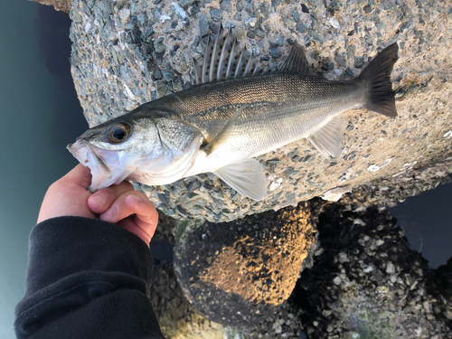 セイゴ（マルスズキ）の釣果