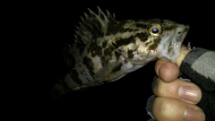 タケノコメバルの釣果