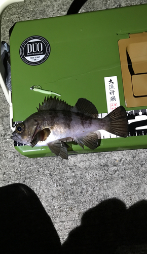 メバルの釣果