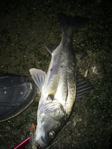 スズキの釣果