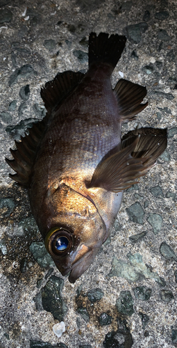 アカメバルの釣果