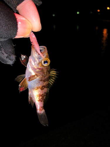 メバルの釣果