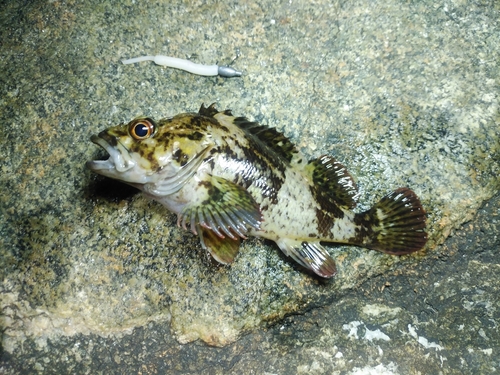 ムラソイの釣果