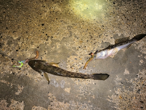 マハゼの釣果