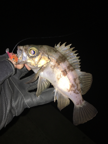 メバルの釣果