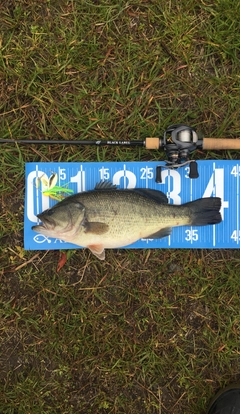 ブラックバスの釣果