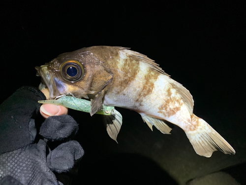 メバルの釣果