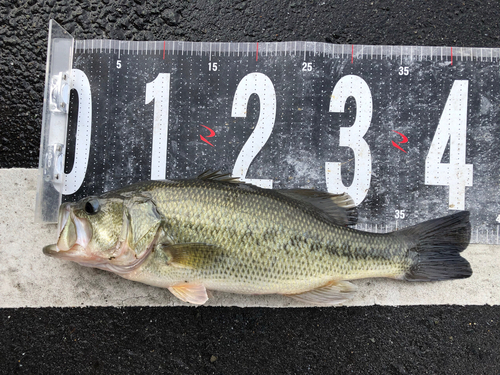 ブラックバスの釣果