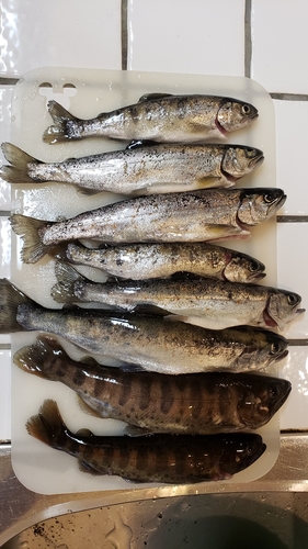 アマゴの釣果