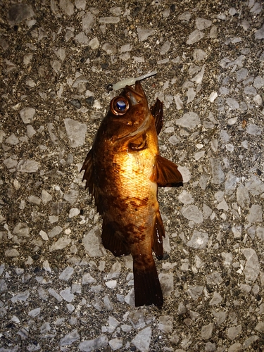 メバルの釣果