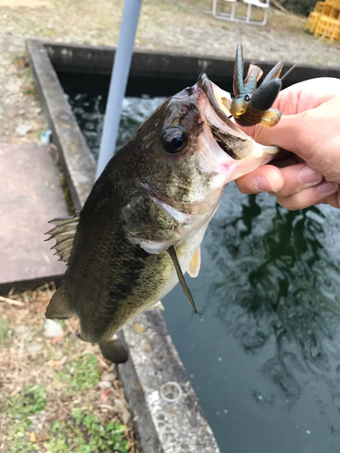 ラージマウスバスの釣果