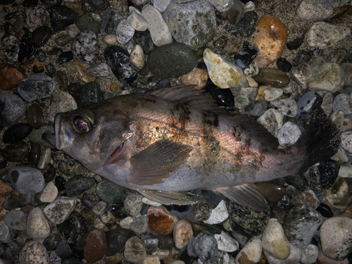 メバルの釣果