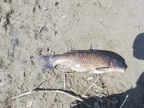 コイの釣果