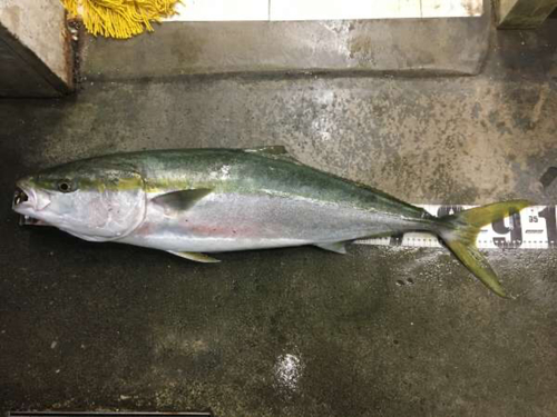 イワシの釣果