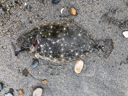 ヒラメの釣果