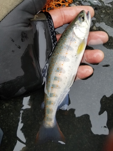 アマゴの釣果