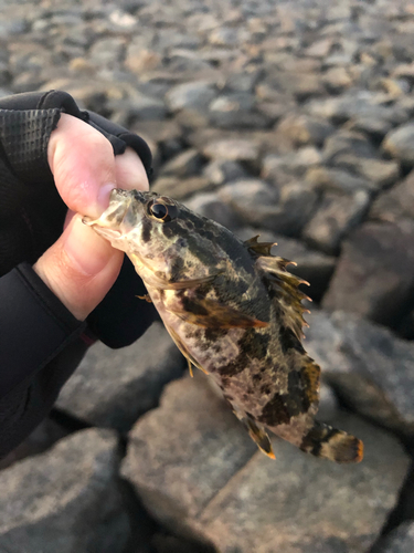 タケノコメバルの釣果