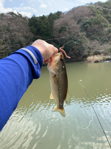 ラージマウスバスの釣果