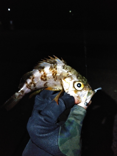 シロメバルの釣果