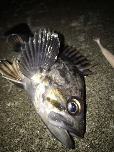 クロソイの釣果