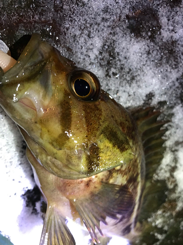 シマゾイの釣果