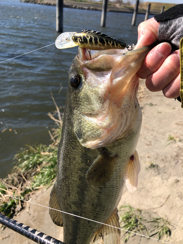 ラージマウスバスの釣果