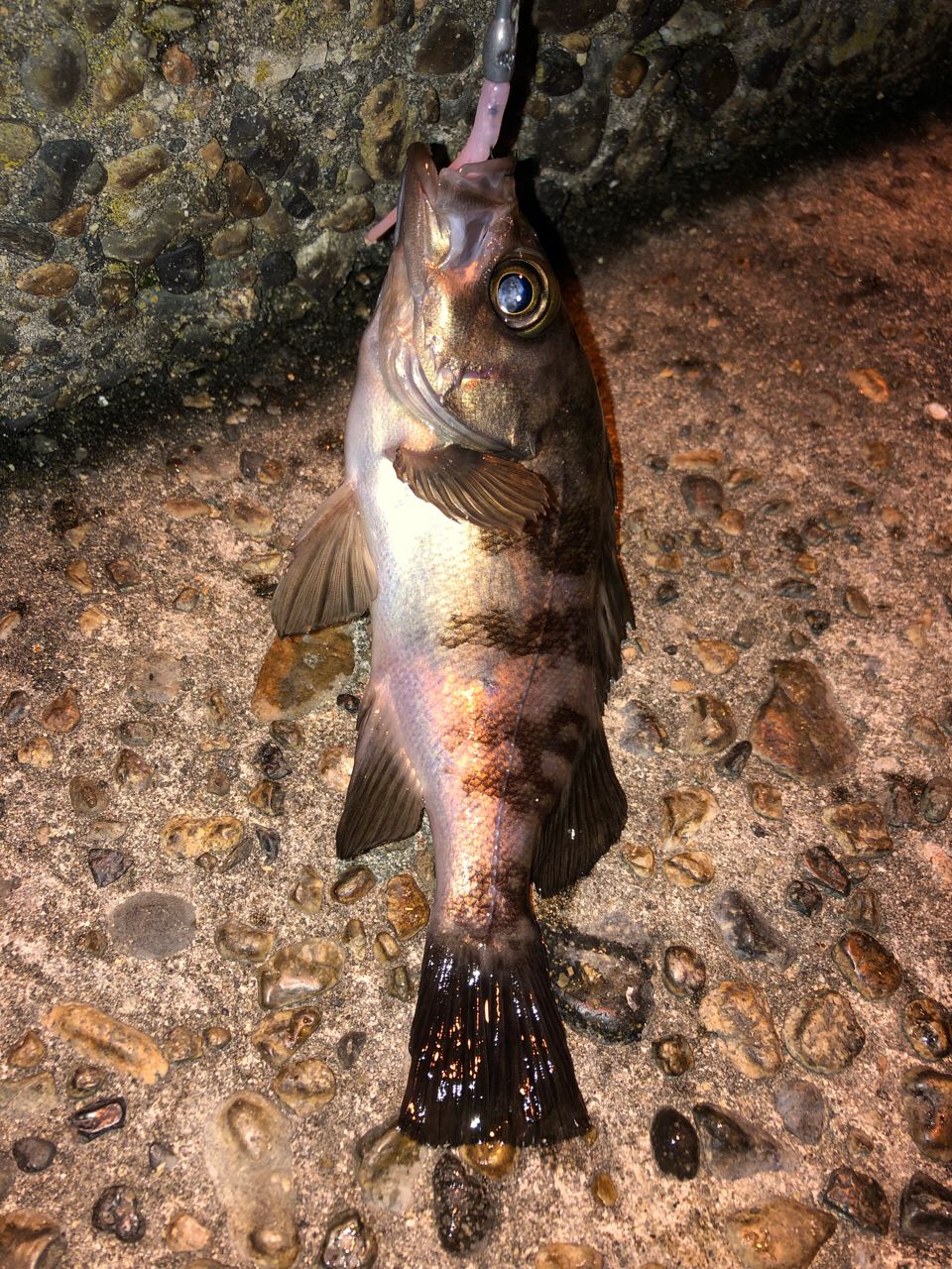 メバル