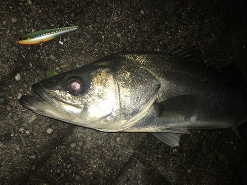 スズキの釣果