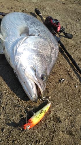 バラマンディの釣果