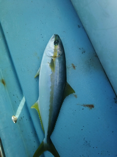 ヒラスの釣果