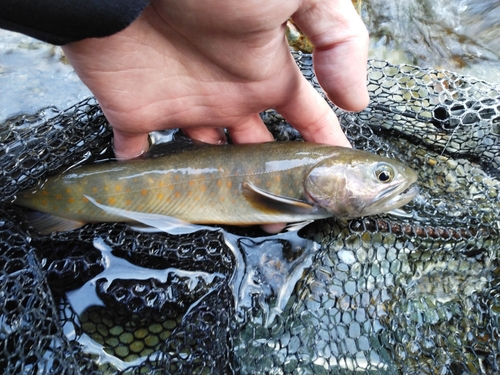 イワナの釣果