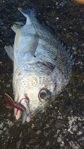 キビレの釣果