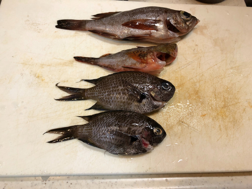 メバルの釣果