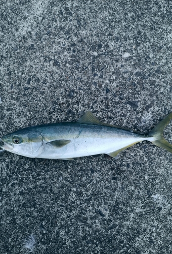 ツバスの釣果