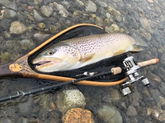 ブラウントラウトの釣果