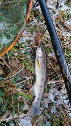 アマゴの釣果