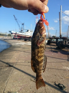 アイナメの釣果