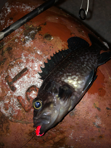 マゾイの釣果