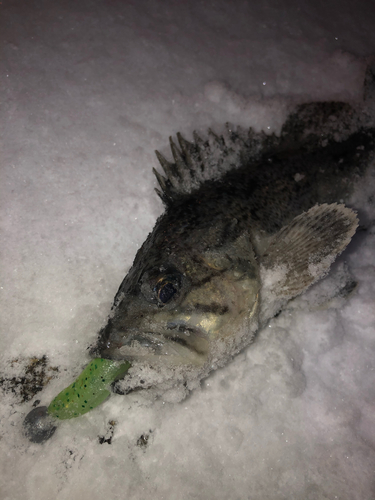 クロソイの釣果